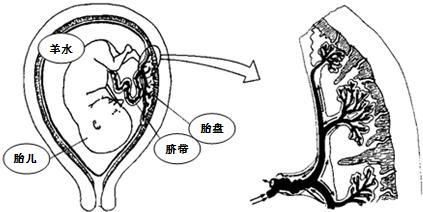 答:胎儿在母体的子宫内发育,周围充满了羊水,胎盘呈扁圆形,是胎儿和