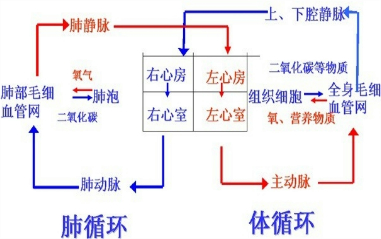 血液循环分为体循环和肺循环两部分,先进行肺循环再进行体循环.图片