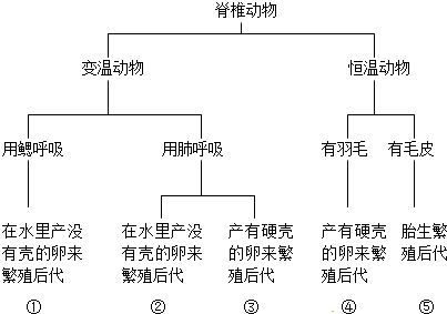 如图是一个脊椎动物检索表.表中②和④代表的动物类群