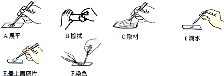 (3)图e正确的盖盖玻片操作方法是______. a.