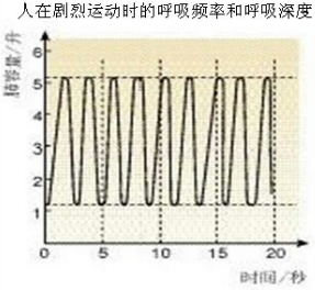 运动时与安静时相比,运动时的呼吸频率和强度分别是