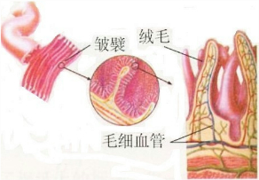 如图所示消化系统局部结构中,内表面积最大的器官是