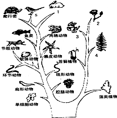 如图为表示生物进化大致历程的进化树,请据图回答下面的问题.