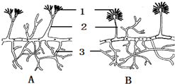 (4)图中初中生物试题 真菌的形态结构,营养方式和生殖方式的特点 青霉