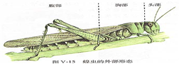 蝗虫的外部形态图