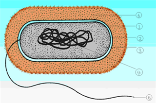 (1)如图是一个典型的细菌结构示意图.写出各部分的名称