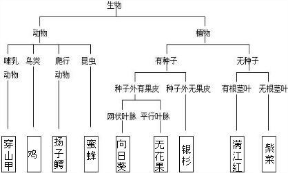 请你根据以下检索表,给下列动植物分类(请把答案填写在方框内)