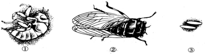例如蝉就属于不完全变态发育,图中①是幼虫,②是成虫,③是受精卵