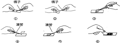 图为制作洋葱鳞片叶表皮细胞临时装片的步骤,请按要求