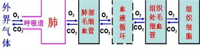 人体经过呼吸全过程,最终使细胞( )