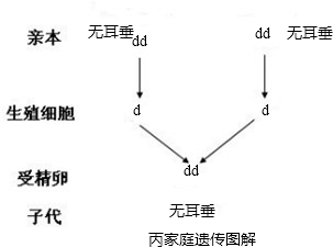 下表为甲,乙,丙三个家庭成员耳垂性状的遗传情况:控制