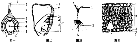 初中生物试题 果实和种子的形成 图一--四是绿色植物相关结构示.
