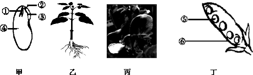 下图为菜豆不同生长发育时期的结构示意图.请分析回答