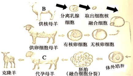 你认为"多莉"是______(初中生物试题 克隆技术的应用 如图为克隆羊"