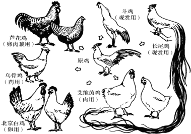 萌鸡小队钢琴简谱
