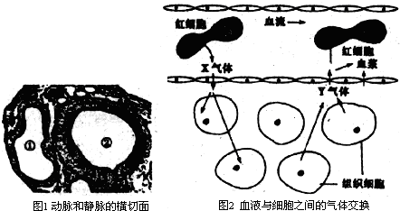 如图1是人体内的动脉和静脉的横切面图.
