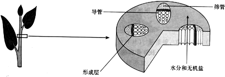 植物体的六大器官中,每一个器官都是由几种不同的组织