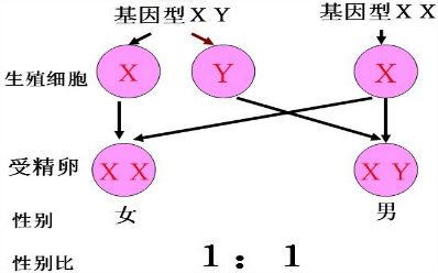 请你根据所学生物学知识,写出他们生一个健康,正常男孩的遗传图解,并