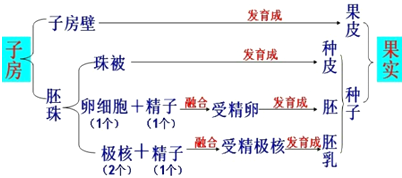 初中生物试题 果实和种子的形成 一朵桃花受精作用完成后,发育成.