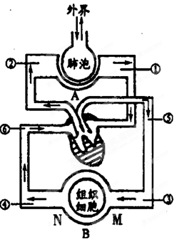 下图是人体内气体交换过程示意图,请回答:(8分)
