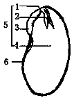 如图是菜豆种子结构示意图,种子萌发后能发育成根的是