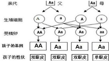 下图是一对均为双眼皮的父母的眼睑遗传图解简图.请在