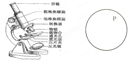 下图是光学显微镜结构图,请据图回答