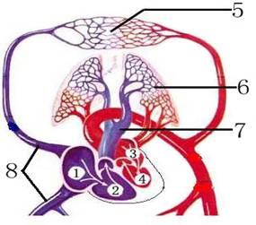 下图为人体血液循环模式图,据图分析回答