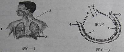 图(一)为呼吸系统组成示意图,图(二)为肺泡与毛细血管之间的气体交换