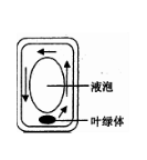 下图是某藻类细胞中叶绿体移动路线示意图,视野中的叶绿体位于液泡的