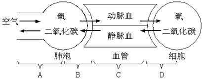 肺与外界气体的交换 下图是呼吸全过程示意图,请依据