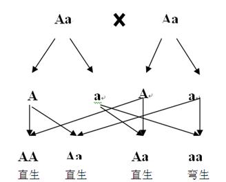 如图表示人拇指直生的遗传图解,据图回答问题