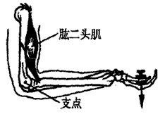 人的前臂可以看成是以肘关节为支点的杠杆,当手托物件
