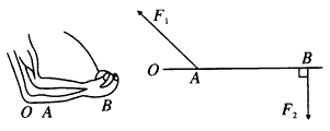(1)如图1所示,当人曲臂将重物端起时,人的前臂可以看作一个杠杆.