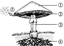 真菌的形态结构,营养方式和生殖方式的特点练习题_ –