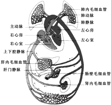 下图为人体血液循环示意图和尿液形成示意图.请据图回答下列问题