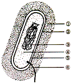 细菌结构示意图细菌结构图细菌结构细菌的结构细菌示意图细菌细胞细菌