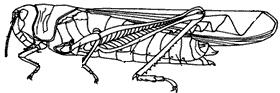 请观察蝗虫的外部形态图,回答问题.