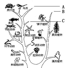 分析下面生物进化的大致过程图,请回答