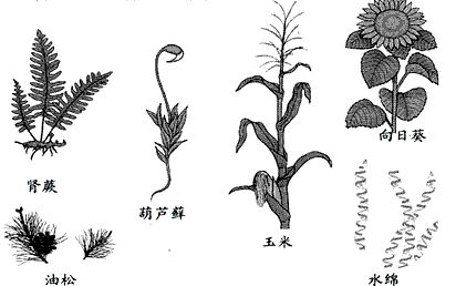认真观察和识别下图中的植物,回答下列问题