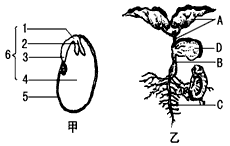 下图为蚕豆种子及其萌发示意图,请据图回答下列问题