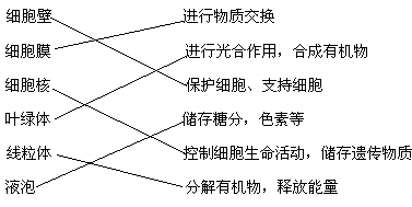 细胞壁进行物质交换 细.