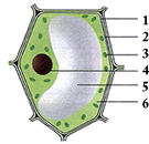 细胞是生命活动的基本结构和功能单位 如图是菠菜叶肉细胞的模式图
