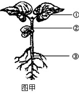 农作物根吸收的水分是通过根茎叶中的管道_____________运输到植株各