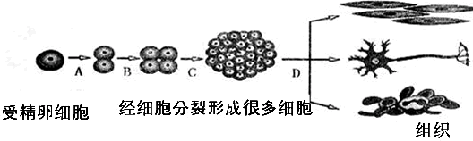 细胞分化形成组织练习题_初中生物p3 新东方在线网络课堂