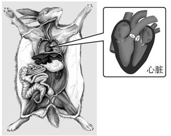 (3)家兔的心脏结构与人的一样,分为______个腔,分别是
