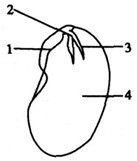 下图是菜豆种子的结构图,请据图回答