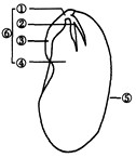 观察如图大豆种子的部分结构示意图,看看下列有关叙述