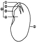 初中生物试题 种子植物的主要特征及其与人类生活的关系 观察如图大豆