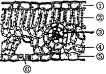 用显微镜观察叶片和横切面和叶片的表皮练习题_初中